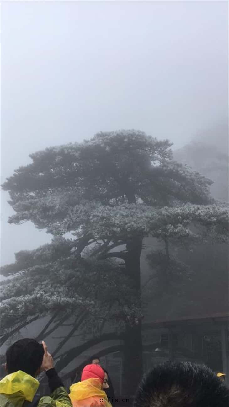 黃山(shān)霧鬆